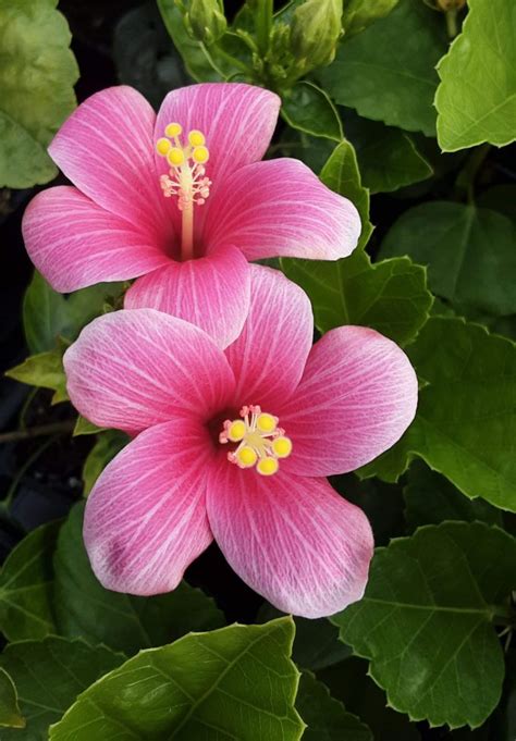 Hibiscus Pink Chiffon In 68mm Super Tube Trigg Plants