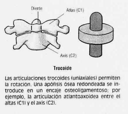 Clasificación de las articulaciones Técnico en Atención a Personas en