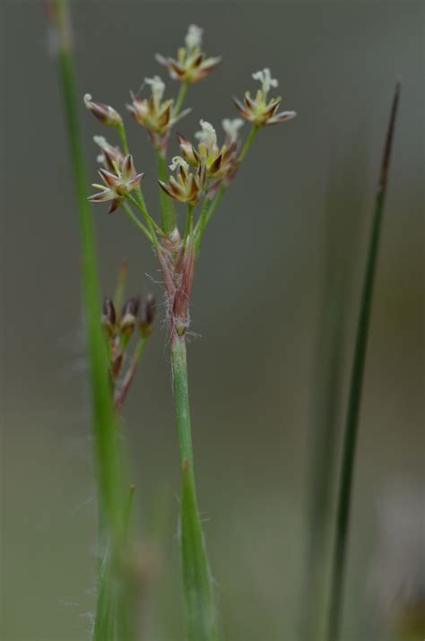 Pin Van Ignace De Vloed Op Nature Micro Macro