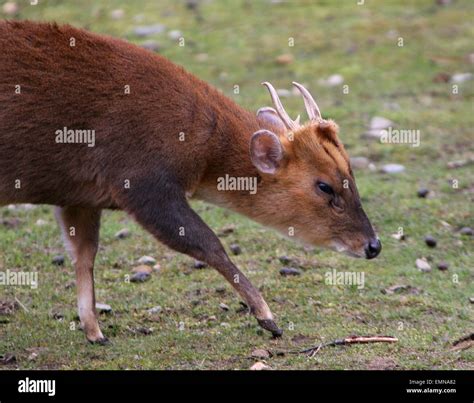 Muntjac De Formose Hi Res Stock Photography And Images Alamy