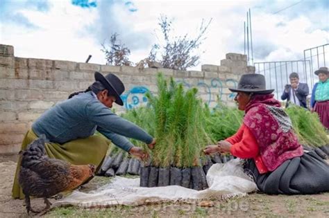 Siembran M S Mil Plantas Nativas En Las Comunidades De Huaraccocco