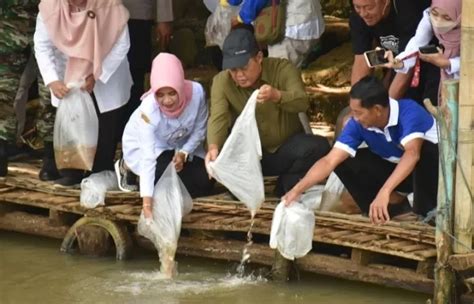 Siapkan Panen Ikan Saat Lebaran 3 000 Benih Disebar Krjogja