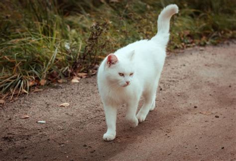 Lindo Gato Sem Teto Branco Andando Pela Estrada Olhando E Apertando Os