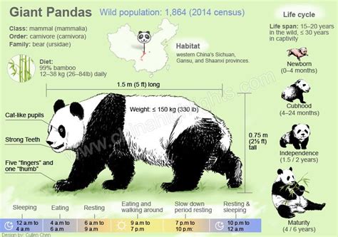 The Life Cycle Of Pandas