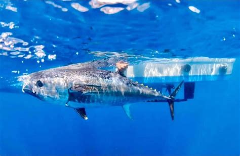 The Mighty Atlantic Bluefin Tuna A Species Guide Strike And Catch