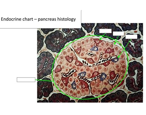 Endocrine Chart - Pancreas Histology Quiz