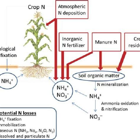 Pdf Soil Food Web Controls On Nitrogen Mineralization Are Influenced