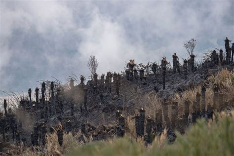 Así Afectan Los Incendios Forestales A Nuestra Biodiversidad Planeta