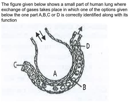 Figure Given Below Shows A Small Part Of Human Lung Where Exchange