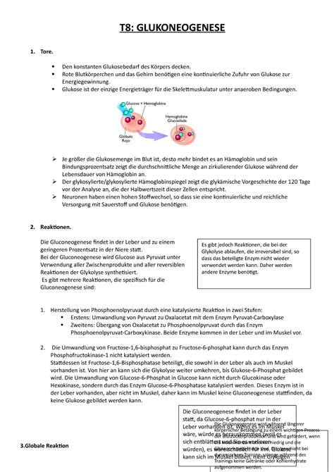 Thema 8 Vorlesungsnotizen 8 T8 GLUKONEOGENESE 1 Tore Den