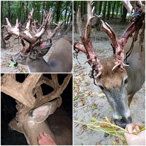 Whitetail deer shedding velvet. : r/mildlyinteresting