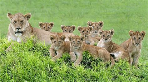 Lioness And Her 8 Cubs Pose For The Most Loving Family Portrait You ...