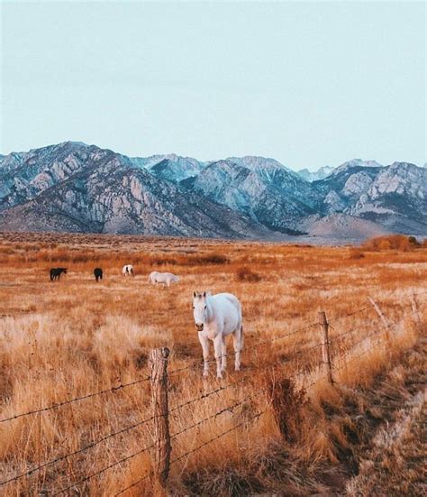 Western Photography Horse Photography Nature Photography Instagram