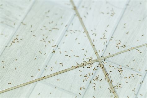 21 Ways To Get Rid of Ants Without Toxic Chemicals - Farmers' Almanac ...