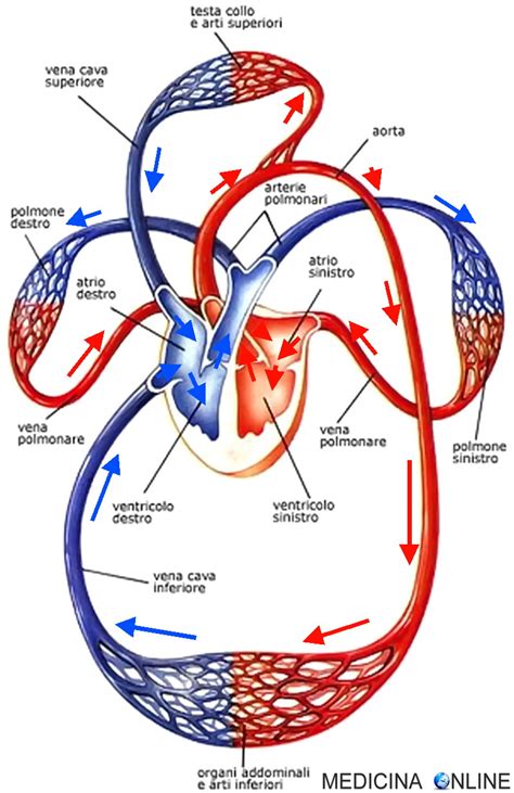 Shock Ostruttivo Cause Sintomi Rischi Diagnosi Terapie Prognosi