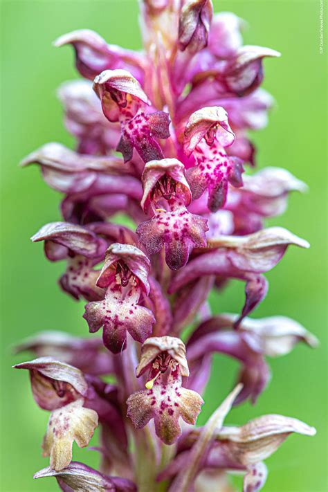 Photographie Orchis Punaise Orchid Es Matheysine Tri Ves Tri Vesphoto