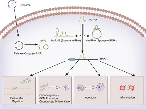 Advances On Biological Functions Of Exosomal Non‐coding Rnas In Osteoarthritis Chen 2022