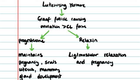 Female Repro System Flashcards Quizlet