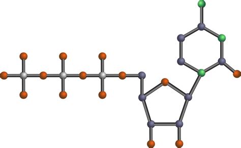 Definición de nucleótido Función ADN digestión enfermedades