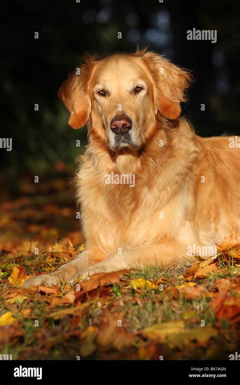 Lying Golden Retriever Stock Photo Alamy