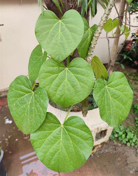 Medicinal Plant - Tinospora Cordifolia.Â Stock Photo - Image of ...