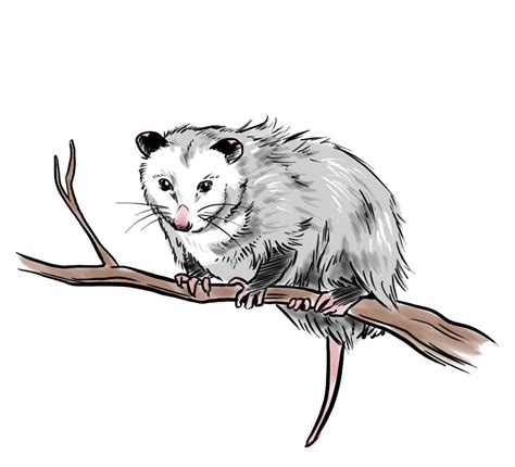 Cartoon Cute Possum Drawing Woohoo Finally Some Pictures Of Her
