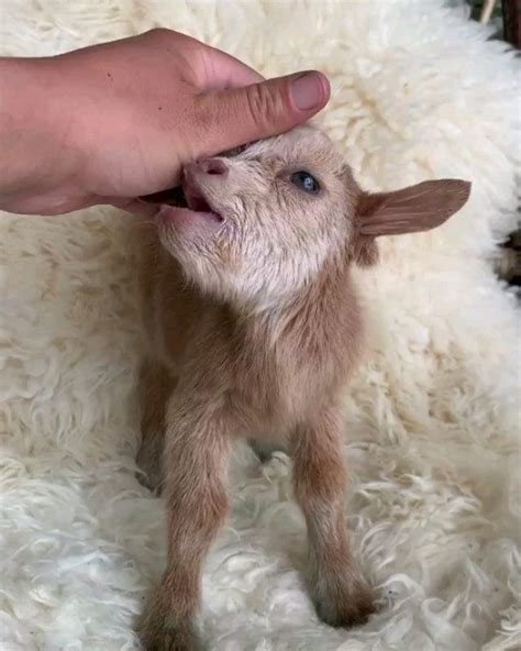 A Small Baby Goat Is Being Petted By Someone S Hand On A Fluffy White