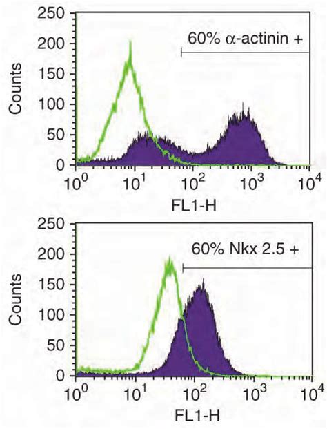 Cardiomyocyte Differentiation Of H7 Hesc On Bsp Pas Surface