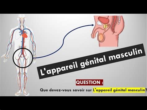 L appareil génital masculin YouTube