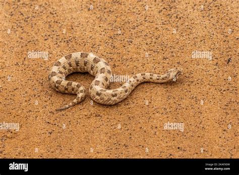 Horned Adder Bitis Caudalis In The Namib Desert Np Namibia Stock