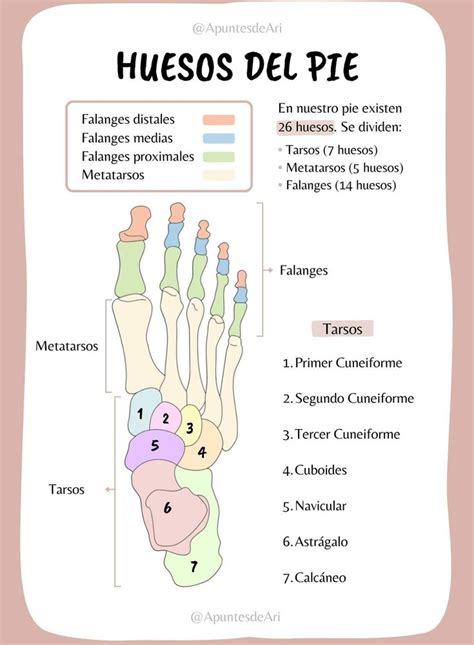 Huesos del pie Anatomía médica Libros de anatomia Anatomia y