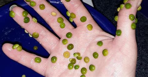 Split Peas Will Stick To Your Hand When Wet Turning You Into Some Kind Of Monster Album On Imgur