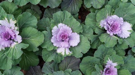 Ornamental Cabbage Flowering Kale Plant In A Garden Stock Image