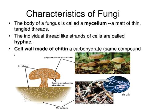 Ppt Kingdom Fungi Powerpoint Presentation Free Download Id4111868