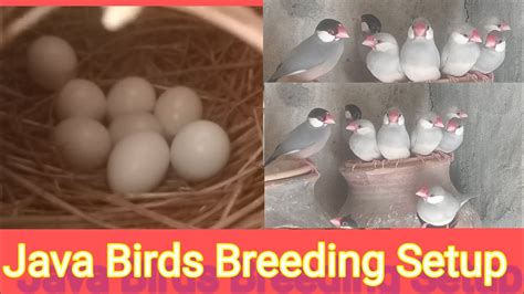 Java Birds Breeding Progress 2023 24 L Gray Java L Silver Java L White