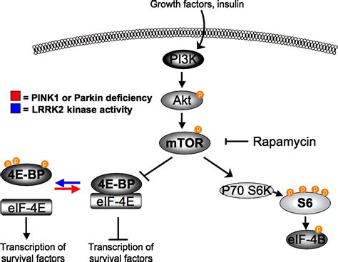 Unraveling Lrrk2 Pathogenesis Common Pathways For Complex Genes