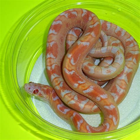 Amel Scaleless Het Caramel Corn snake - juvenile