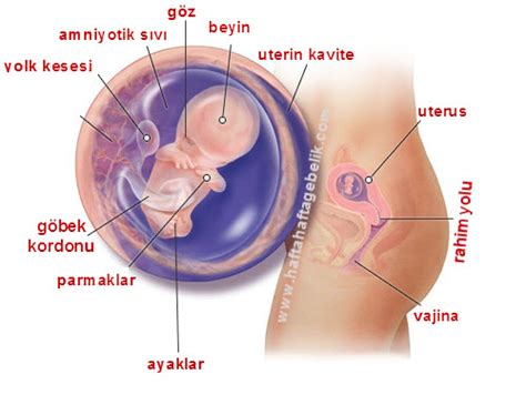 10 Haftalık Gebelik Hafta Hafta Gebelik