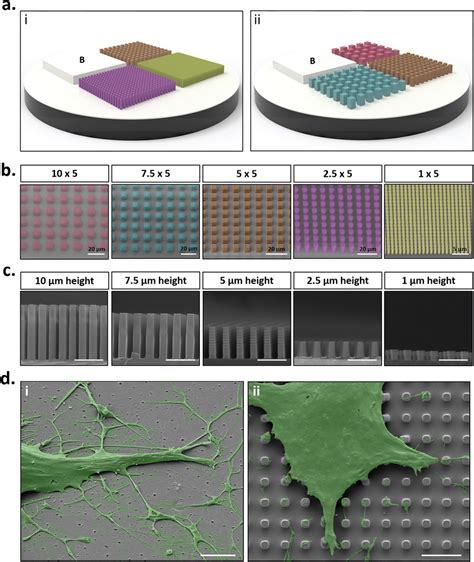 Fabrication Of High Resolution Micropatterned Substrates A Schematic