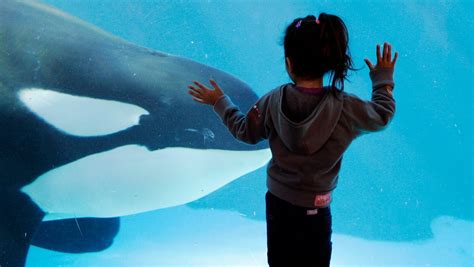 SeaWorld's killer whales