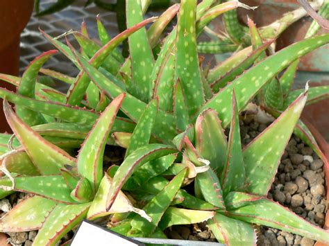 Aloe Sinkatana Sudan Aloe World Of Succulents