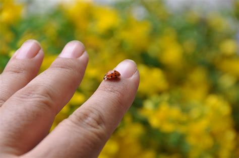 Free Images Hand Man Nature Grass Sunlight Leaf Flower Finger