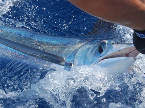 Sailfish Vs Swordfish All You Need To Know