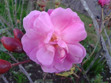 Heritage Roses Auckland Rose Society