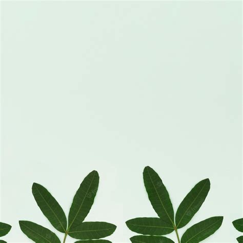 Free Photo | Green leaves on light green background