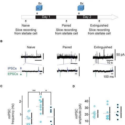 Fear Conditioning Enhances And Extinction Learning Reduces Spontaneous Download Scientific