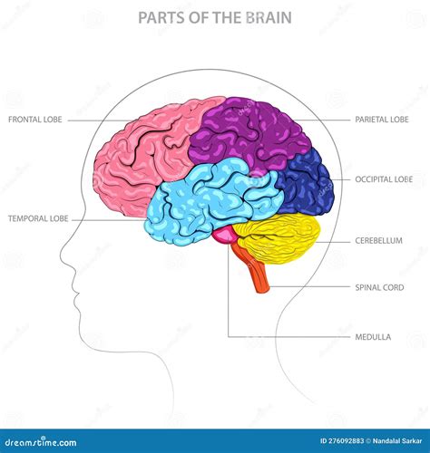 Brain Parts Include Cerebrum Cerebellum Brainstem And Limbic System