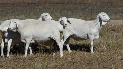 Australian Dorper & Australian White Sheep – Cluny Livestock Exports Pty Ltd