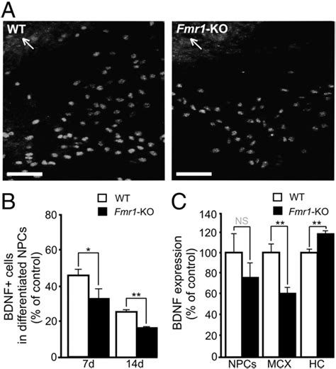 Bdnf Expression In Neural Progenitors And The Brain Of Fmr Ko Mice