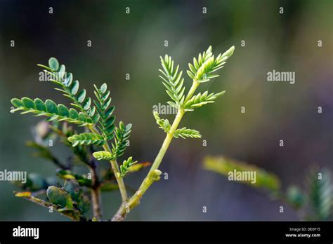 Young leaves of a Koa tree (Acacia koa), Big Island, Hawaii, USA Stock ...